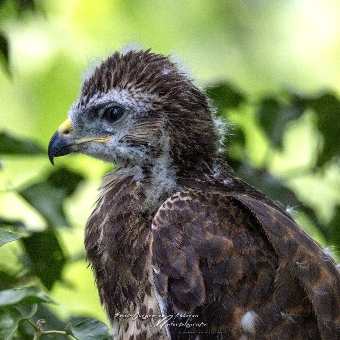 309A9777 Mausebussard Jungvogel